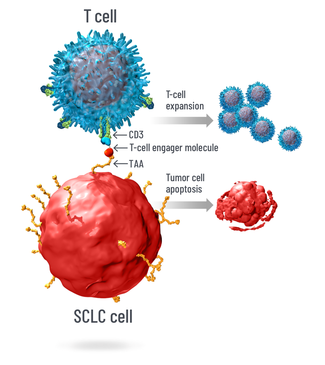 Investigational DLL3 & T-Cell Engager Technology For SCLC | DLL3 ...